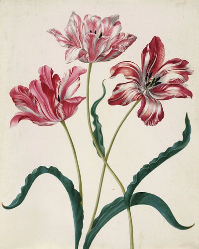 Drie tulpen, Maria Sybilla Merian