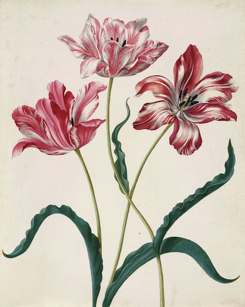 Trois tulipes, Maria Sybilla Merian par Des maîtres magistraux