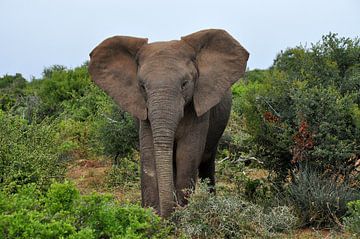 Majestueuze olifant in de bush-bush by Peter Mooij