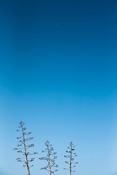 Drie bomen op een rij en een vogel in de lucht van Pictorine