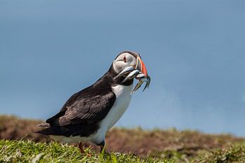 Papageientaucher mit Fisch