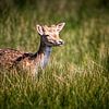 Bambi von Marjolein van Middelkoop