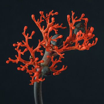 Ornamental - Makroaufnahme der Jatropha von Karin Bakker Fotografie