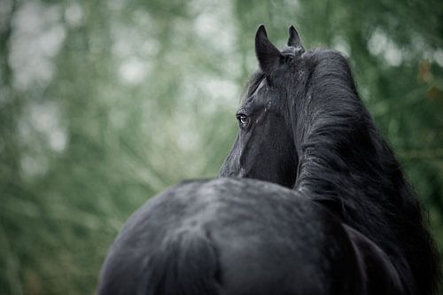Friesian horse in winter