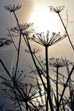 Ochtenddauw bij mistige zonsopkomst op berenklauwen met spinnewebben van Trinet Uzun