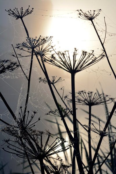 Ochtenddauw bij mistige zonsopkomst op berenklauwen met spinnewebben van Trinet Uzun