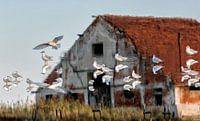 Flock on the roof