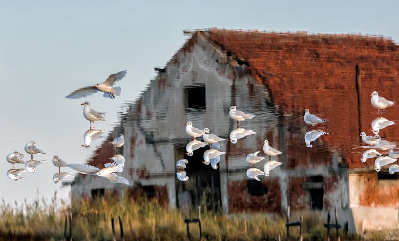 Flock on the roof by Zhecho Planinski