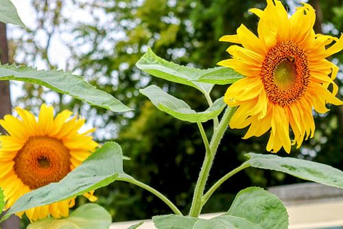 Zonnebloemen