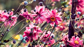 Anemone wild Red Anemone Robustissima, by Sara in t Veld Fotografie