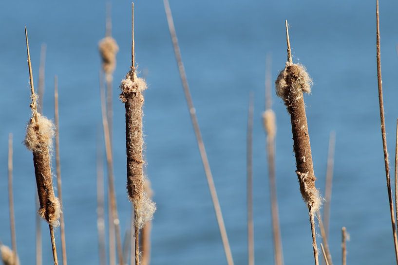 Cattail van Dick Schouten