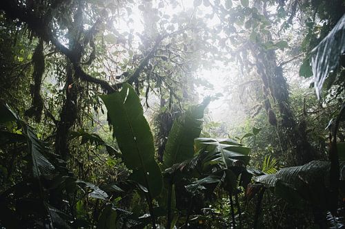 Monteverde Cloud Forest – Het Nevelwoud van Costa Rica