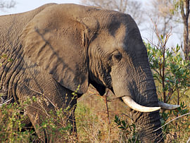 Krüger-Nationalpark: Elefant von Rob Geerlings