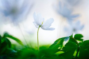 Wood anemone