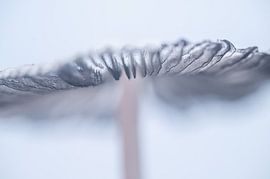 Macro 4 by Mariëlle de Valk
