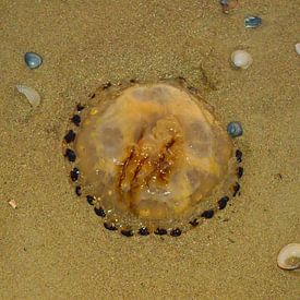 Jellyfish von Remco Bruynseels