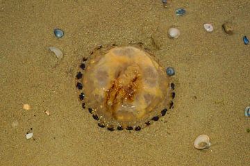 Jellyfish by Remco Bruynseels