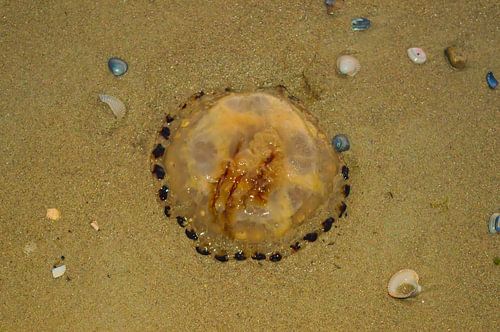 Jellyfish