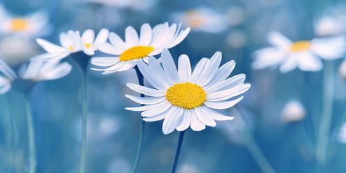 Daisies by Violetta Honkisz