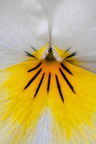 Violet by Evelyne Renske