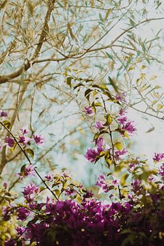 bougainville en olijfboom in zomers zonlicht – botanische wanddecoratie van Studio Liliane