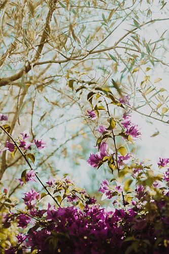 Bougainvillea und Olivenbaum im sommerlichen Sonnenlicht - botanischer Wandschmuck