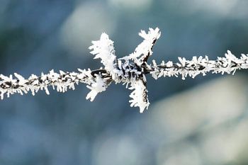 Frozen Wire - Überfrorener Stacheldraht mit Raureif