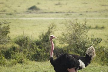 ostrich by Laurence Van Hoeck