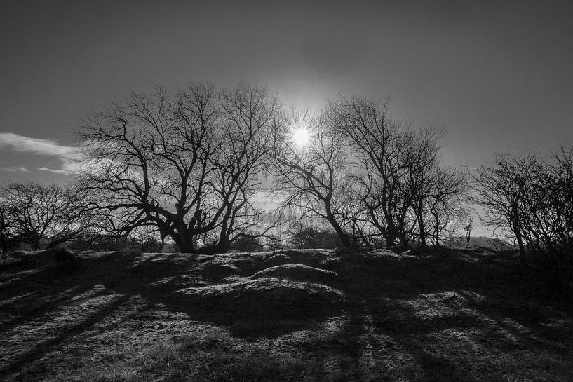 Een koude winterochtend in de Amsterdamse Waterleidingduinen von Mike Bot PhotographS