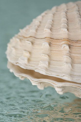 Half a shell lying on water drops