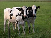 2 koeien van Dick de Vries thumbnail