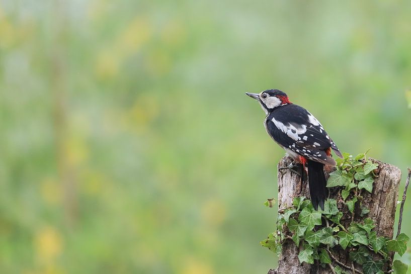 Great spotted woodpecker by Karin van Rooijen Fotografie