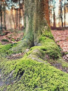 Forrest moss by Raymond Wijngaard