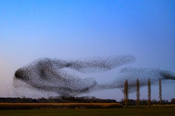 Starenmurmeln bei Sonnenuntergang am Ende eines Wintertages