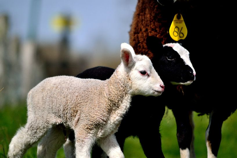 Lambs by Arno-Jan Boere