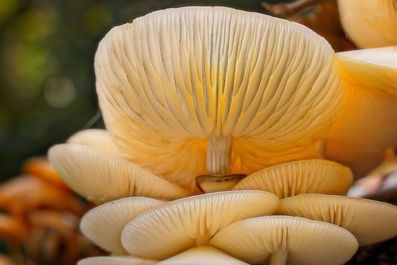 Porcelain fungus by Rob Boon