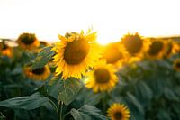Sunflower Sunset