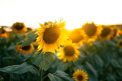 Zonnebloemen Bij Zonsondergang