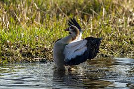 nijlgans in actie van Stobbe; stiltegrafie