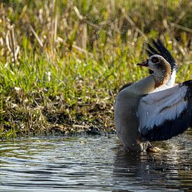 Nilgans in Aktion von Stobbe; stiltegrafie