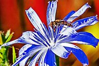 Schwebfliege zwischen den Staubgefäßen einer Blüte von Art by Jeronimo Miniaturansicht