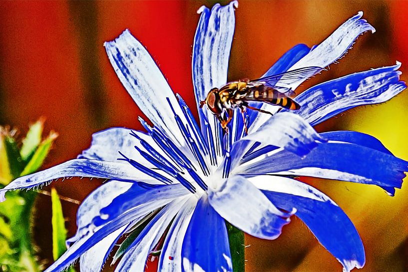 Schwebfliege zwischen den Staubgefäßen einer Blüte von Art by Jeronimo