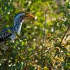 Kruger Park, Southern Yellow-billed Hornbill van Peter van Bergeijk