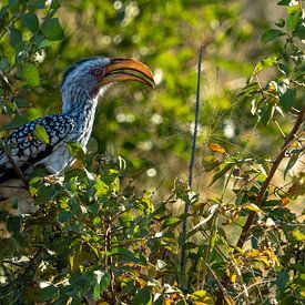 Kruger Park, Southern Yellow-billed Hornbill van Peter van Bergeijk