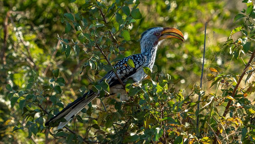 Parc Kruger, Calao à bec jaune du Sud par Peter van Bergeijk