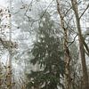 Brouillard dans la forêt sur Tessa in Focus
