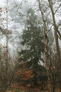 Brouillard dans la forêt