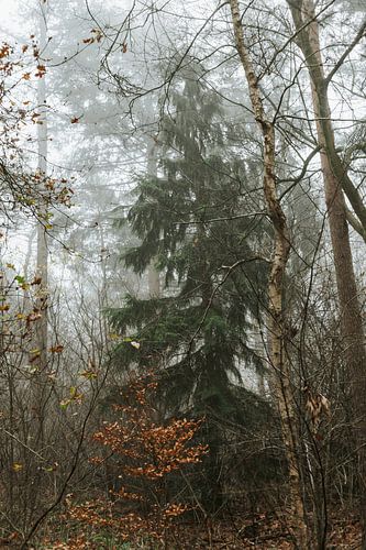 Brouillard dans la forêt sur Tessa in Focus