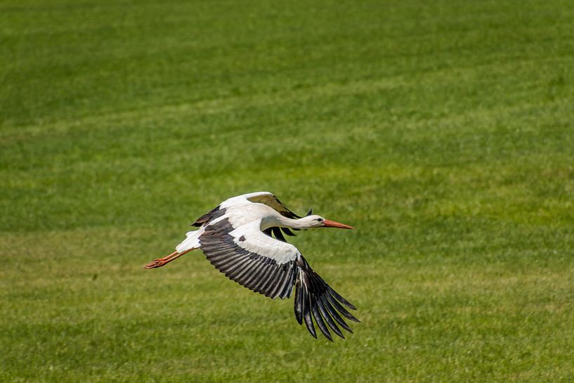 cigogne proche par Frank Ketelaar