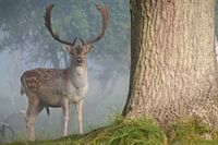 Cerf dans les dunes brumeuses